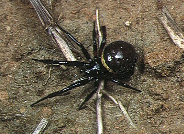 Steatoda paykulliana